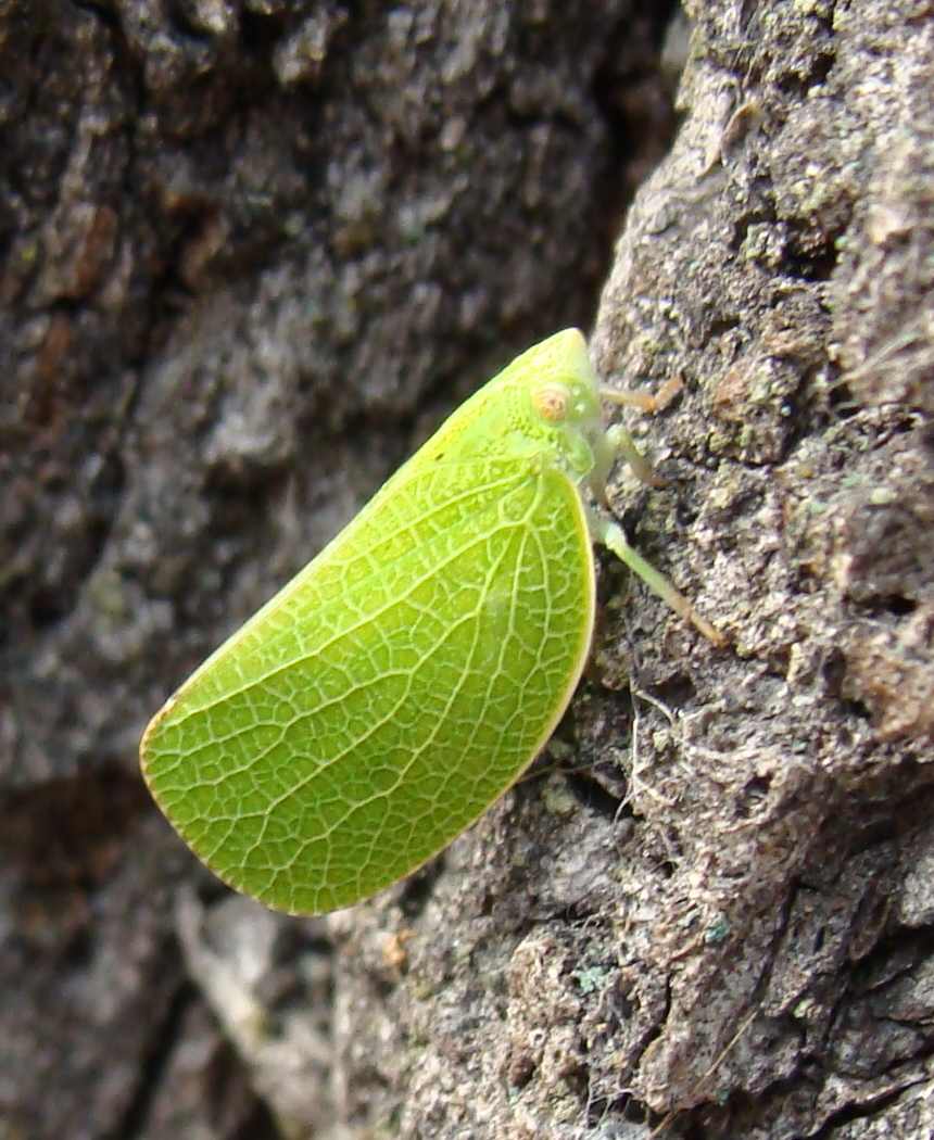 Acanalonia conica